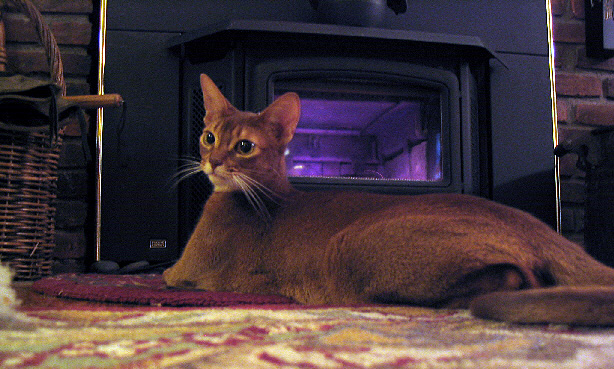 Sue & Ray's Lucy